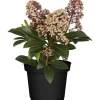 OBI Skimmie "Rubella" Rosa-Weiß Höhe ca. 10 - 20 cm cm Topf ca. 1,5 l Skimmia