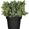 OBI Zwerg-Wacholder "Blue Star" Blau Höhe ca. 10 - 20 cm Topf ca. 2 l Juniperus