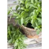 Origanum Majorana Majoran Ca. 9x9 cm Topf