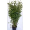Pflanzen-Boering Aufrechter Bambus Fargesia Jumbo Gesamthöhe 120-130 cm Horstbildend