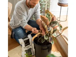 Pflanzsubstrat Lechuza®-Pon 3 Liter für Zimmerpflanzen