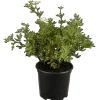 Potentilla Fingerstrauch Rosa Ca 9x9 cm Topf