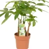 Rasierpinselbaum Höhe ca. 50 - 55 cm Topf-Ø 17 cm Pachira aquatica