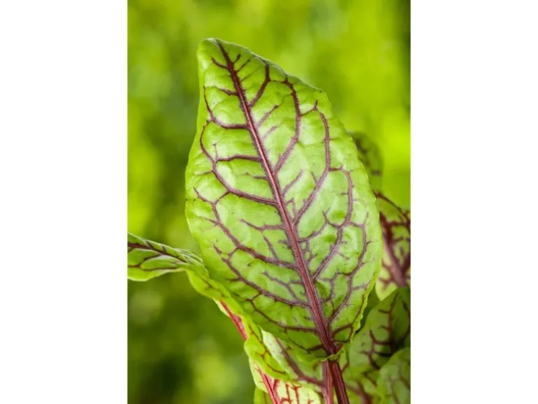 Rumex Acetosa Wiesen Sauerampfer Ca. 11x11 cm Topf