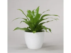 Scheurich Übertopf 920 Ø 33 cm Alaska