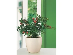 Scheurich Übertopf 920 Ø 16 cm Creme
