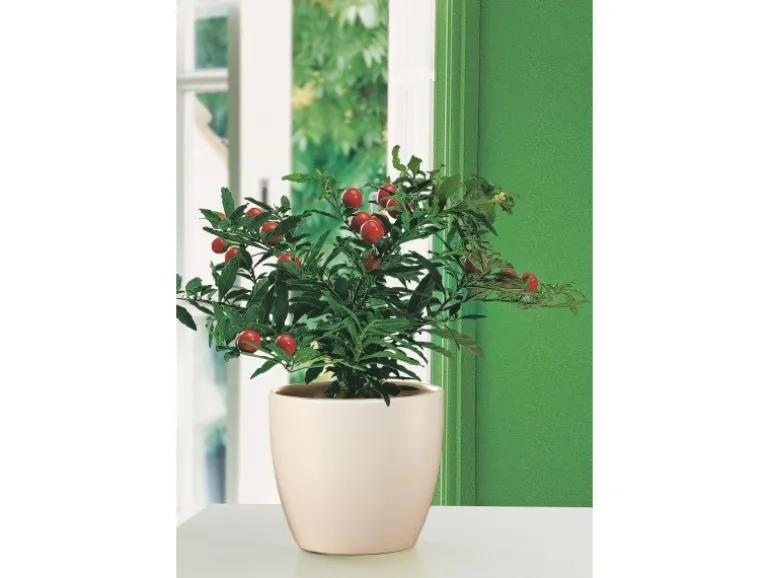 Scheurich Übertopf 920 Ø 14 cm Creme