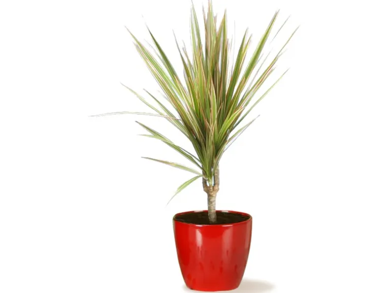 Scheurich Übertopf 920 Ø 14 cm Energy Red