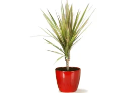 Scheurich Übertopf 920 Ø 22 cm Energy Red
