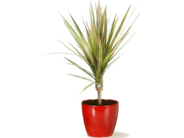 Scheurich Übertopf 920 Ø 22 cm Energy Red