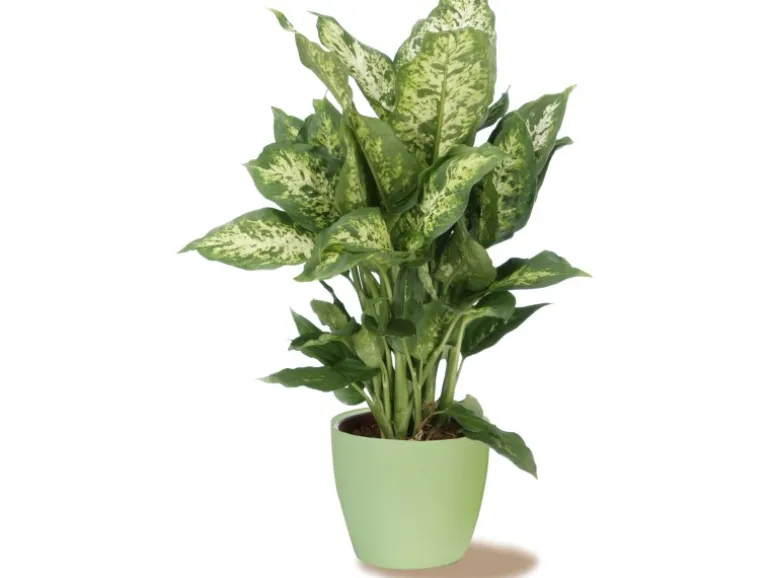 Scheurich Übertopf 920 Ø 11 cm Light Green
