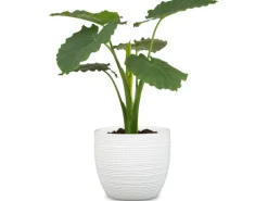 Scheurich Übertopf 866 Ø 22 cm Panna