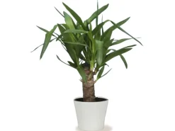 Scheurich Übertopf 808 Ø 27 cm Panna