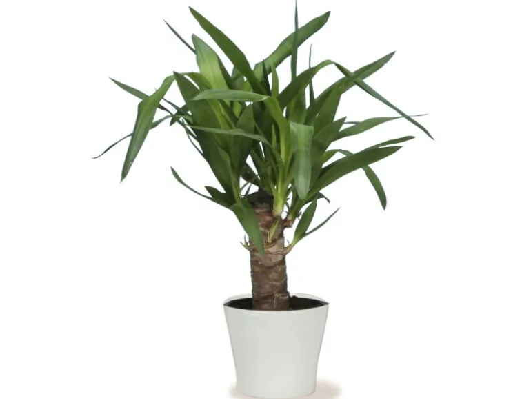 Scheurich Übertopf 808 Ø 21 cm Panna