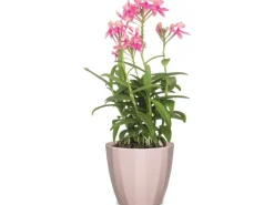 Scheurich Übertopf 939 Ø 15 cm x 13 cm Rose Elegance