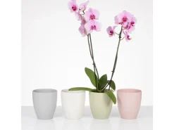 Scheurich Orchideentopf 620 Ø 13 cm x 15 cm Powder Rose