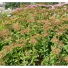 Sedum Aizoon Fetthenne Ca. 9x9 cm Topf