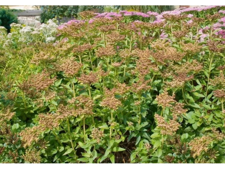 Sedum Aizoon Fetthenne Ca. 9x9 cm Topf