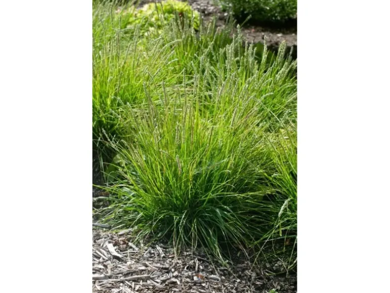 Sesleria Autumnalis Herbst-Kopfgras Ca. 9x9 cm Topf Ziergras