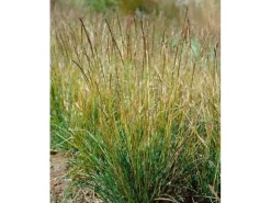 Sesleria Autumnalis Herbst-Kopfgras Ca. 9x9 cm Topf Ziergras