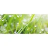 Spritzschutz-Rückwand WandArt easy 200 cm x 58,5 cm Grass (D4002P BRIL) FSC®