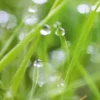 Spritzschutz-Rückwand WandArt easy 80 cm x 58,5 cm Grass (D4002P BRIL) FSC®