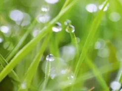 Spritzschutz-Rückwand WandArt easy 80 cm x 58,5 cm Grass (D4002P BRIL) FSC®