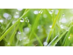 Spritzschutz-Rückwand WandArt easy 120 cm x 58,5 cm Grass (D4002P BRIL) FSC®