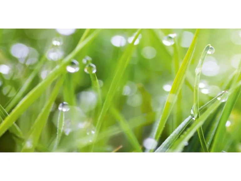 Spritzschutz-Rückwand WandArt easy 120 cm x 58,5 cm Grass (D4002P BRIL) FSC®