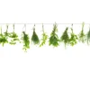 Spritzschutz-Rückwand WandArt easy 80 cm x 58,5 cm Herbs Line (D3106P BRIL) FSC®