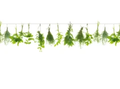 Spritzschutz-Rückwand WandArt easy 80 cm x 58,5 cm Herbs Line (D3106P BRIL) FSC®