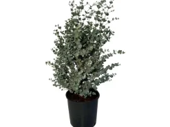 Sunny-Tree Eucalyptus Gunnii 'Azura' 90 cm Winterhart