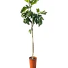 Sunny-Tree Feigenbaum Obstbaum Ficus Carica mit Süße Essbare Feige 160 cm Winterhart bis -18