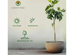 Sunny-Tree Feigenbaum Obstbaum Ficus Carica mit Süße Essbare Feige 160 cm Winterhart bis -18