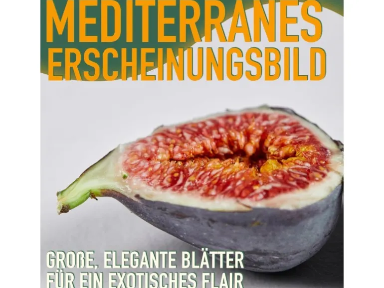 Sunny-Tree Feigenbaum Obstbaum Ficus Carica mit Süße Essbare Feige 160 cm Winterhart bis -18