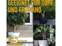 Sunny-Tree Feigenbaum Obstbaum Ficus Carica mit Süße Essbare Feige 100 cm Winterhart bis -18
