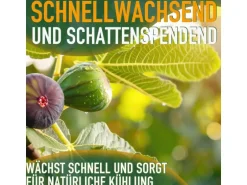 Sunny-Tree Feigenbaum Obstbaum Ficus Carica mit Süße Essbare Feige 100 cm Winterhart bis -18