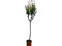 Sunny-Tree Granatapfelbaum Winterharter Obstbaum Punica Granatum Höhe 160 Zentimeter