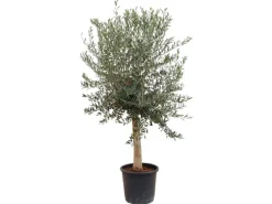 Sunny-Tree Hochstämmiger Olivenbaum 170 Zentimeter Hoch Olea Europea 25 Jahre Alt Winterhart Bis -18° - Fruchtbildend Obstbaum
