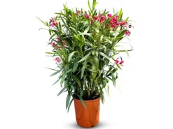 Sunny-Tree Oleander Farbe Rot 80/100 cm Nerium Oleander Pflanze für Draußen Immergrün im Winter Mediterrane Pflanze