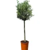 Sunny-Tree  Olivenbaum 8 Jahre alt 130 Zentimeter Hoch Olea Europea Winterhart Bis -18° Fruchtbildend - Obstbaum Sonnige Standorte
