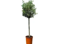 Sunny-Tree Olivenbaum 8 Jahre alt 130 Zentimeter Hoch Olea Europea Winterhart Bis -18° Fruchtbildend - Obstbaum Sonnige Standorte