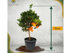 Sunny-Tree Orangenbaum Große 90 Zentimeter Citrus Sinensis Obstbaum Fruchtbildend 3 Jähriger Orangenbaum