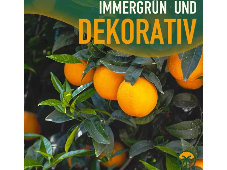 Sunny-Tree Orangenbaum Große 90 Zentimeter Citrus Sinensis Obstbaum Fruchtbildend 3 Jähriger Orangenbaum