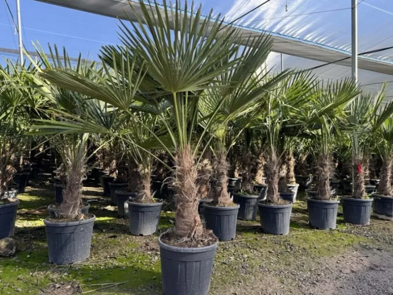 Sunny-Tree Trachycarpus Fortunei Chinesische Fächerpalme 160 cm, Stammhöhe 40 bis 50 cm Winterhart bis -18°C