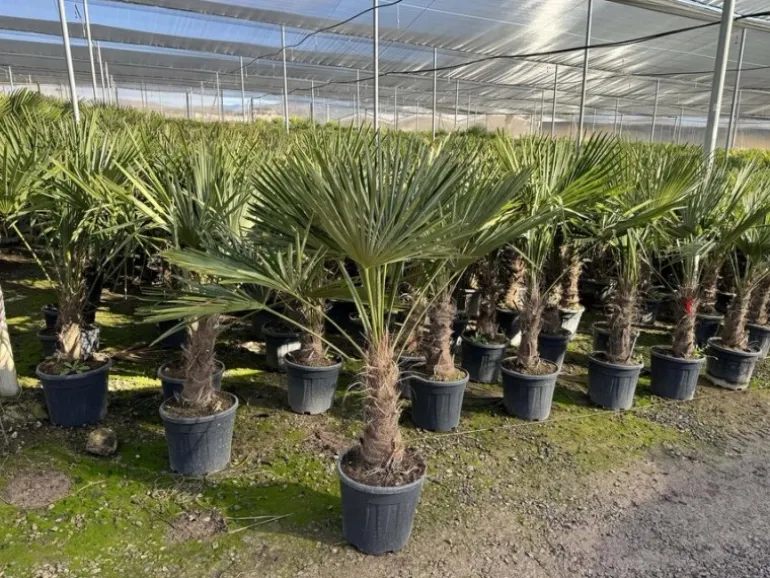 Sunny-Tree Trachycarpus Fortunei Chinesische Fächerpalme 160 cm, Stammhöhe 40 bis 50 cm Winterhart bis -18°C