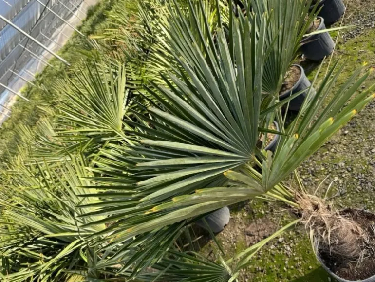 Sunny-Tree Trachycarpus Fortunei Chinesische Fächerpalme 160 cm, Stammhöhe 40 bis 50 cm Winterhart bis -18°C