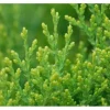 Thuja orientalis 'Aurea Nana' 30-40 cm