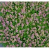 Thymus Praecox Purpurteppich Teppich-Thymian Purpur Ca. 9x9 cm Topf