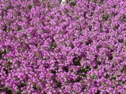 Thymus Serpyllum Creeping Red Sand-Thymian Rotblühend Ca. 9x9 cm Topf